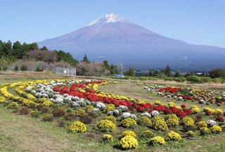 色とりどり　ボサ菊見ごろ　富士宮の自然公園