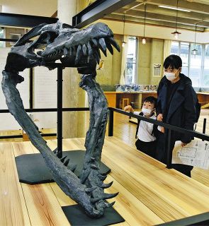恐竜の化石公開　成城学園で29日まで