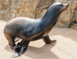 シュライヒ6点アシカ・アフリカペンギンほかタグ付き未開封【廃