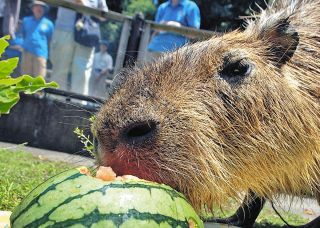 ひんやりおやつモグモグタイム　狭山・こども動物園で来月開催　ニホンザルやカピバラなど