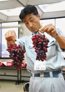 ＜秩父点描＞「ちちぶ山ルビー」知事賞に内田さん　地域限定生産ブドウ品評会