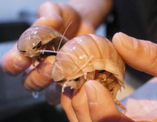 深海生息のオオグソクムシと触れ合う　下田海中水族館