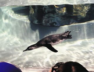 すみだ水族館　きょうデビュー　赤ちゃんペンギン 遊泳練習