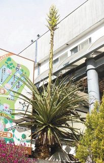 南米原産「プヤ・チレンシス」　栽培３０年超、初開花　東伊豆町・熱川バナナワニ園