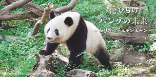 シャンシャンありがとう　中国への返還を前に上野動物園でオンラインイベント