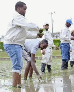 日本の稲作学ぶアフリカ勢急増　ＪＩＣＡ　つくばなどの施設