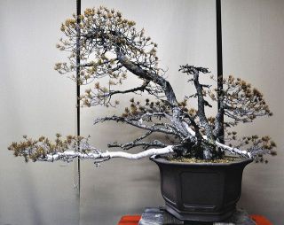 評価６００万円の盆栽枯死　大宮の美術館所蔵の五葉松　害虫、気温が原因か