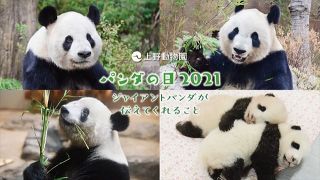 10月28日は「パンダの日」　上野動物園が特別動画を公開