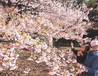 パッと満開　伊東の小室桜