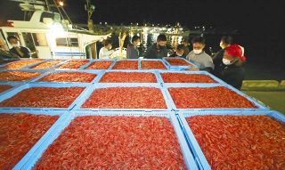 不漁続くサクラエビ…漁師の自主規制の成果出るか　駿河湾で秋漁始まる