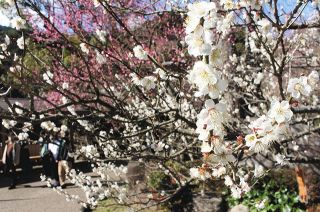 紅白華やか、早咲きの梅　熱海梅園　今月中旬まで見頃