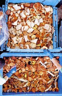 食欲の秋…今月は「食品ロス削減月間」　廃棄品リサイクルの現場を訪ねた