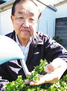 １５葉のクローバー　自宅庭で育てる　加須の鈴木一男さん