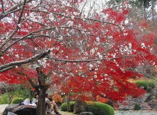 冬桜と紅葉の競演　藤岡・桜山公園