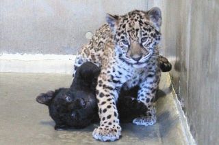 ＜動物園情報＞ジャガー双子 公開中　静岡・日本平動物園