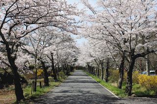 ＜花前線＞待ち遠しい桜の開花