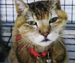八王子署が河川敷に放した迷い猫、死んで見つかる　20歳の愛猫、飼い主の懸念が現実に