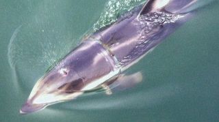 イルカにリング状ごみ？　漁具の一部か　北海道で目撃