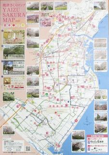 焼津の桜名所　２０カ所紹介　市観光協会　マップ１万２０００部