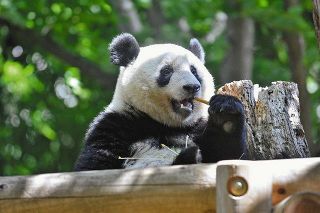 上野動物園、シャンシャンの成長を配信　誕生日の来月１２日から　３歳記念、特別動画などで