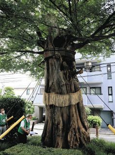 地域見守る大樹に感謝　小石川で「ムクノキ祭り」