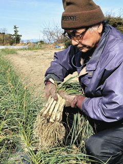 ＜食卓ものがたり＞パール肌　シャキっと美味　エシャレット（浜松市）