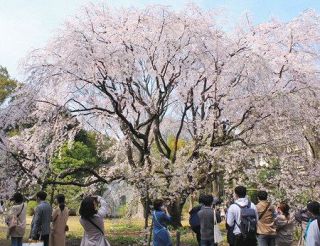 優美な薄紅　しだれ桜　六義園で満開、観光客にぎわい
