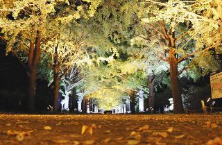 秋の紅葉ライトアップ　中旬には見頃各所に撮影スポット　あすから昭和記念公園　