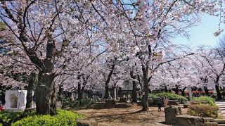 通行人の目を楽しませる満開の桜＝２４日、さいたま市で