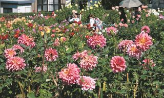 秋晴れの下、4000株のダリアが咲き誇る　東京・町田の公園で例年より3週間早く開花