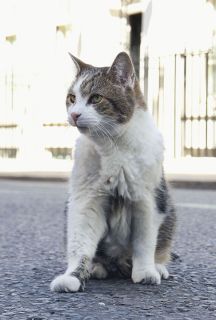 英官邸ネコ、新首相お迎え　ラリー、愛犬との相性は？
