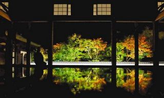 夕闇に映える　床もみじ　桐生の宝徳寺初のライトアップ