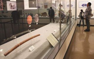 「水戸の１４０億年」感じて　市立博物館　流星刀や恐竜化石展示