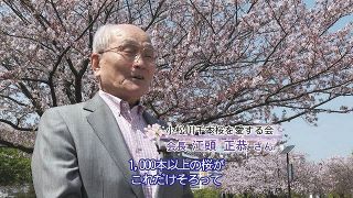 「江戸川の桜　自宅で楽しんで」　区が動画公開　保全活動する区民らにインタビューも