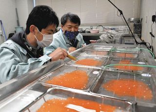 養殖ニジマス　期間３分の１で新品種　富士養鱒場が新技術開発