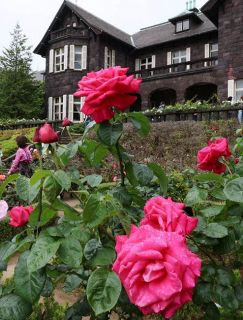 旧古河庭園でバラ見頃