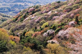 高峯の春の香り　ヤマザクラのはちみつ　桜川市の特産品目指し養蜂　住民ら試食会