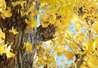 éƒ½å†…ã®ã‚¤ãƒãƒ§ã‚¦ã€€é»„è‘‰ãŒè¦‹é ƒ