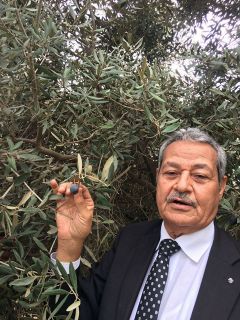 冬場の気温上昇が原因？　エジプトでオリーブの収穫量が5割以上減少