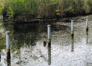 「善福寺公園の池の水が突然減った…心配」杉並区民の声　調べてわかった「景観と自然との悩ましい関係」