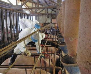 「豚コレラ」ワクチン　接種始める　県、まず藤岡の６農場で