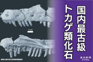 大型トカゲPalaeosaniwaの下顎　爬虫類　化石　白亜紀　アメリカ 大型トカゲPalaeosaniwaの下顎 爬虫類 化石 白亜紀 アメリカ
