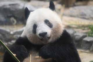 【動画】シャンシャンまだまだ会えるよ！　中国への返還を年末まで延期　上野動物園のジャイアントパンダ