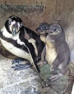 フンボルトペンギン幼鳥を公開　桐生が岡動物園