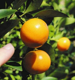 橘の起源は沖縄　シークヮーサーと共通の親　沖縄科学技術大学院大など調査