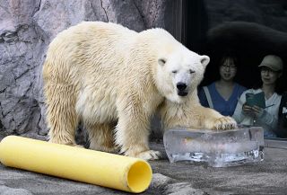 動物たちも氷でひんやり　北海道・旭山動物園