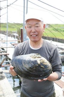 絶滅危惧種・巨大カラスガイ発見　殻の長さ36センチ重さ4キロ　坂東の川魚専門店の養殖池
