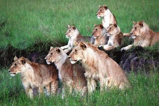 獲物を狙うライオンの群れ。野生動物の生息地に人間が徒歩で入るのは大きな危険を伴う＝いずれも１月、ケニアで（沢田千秋撮影）