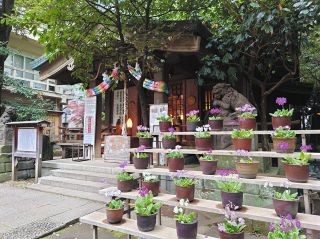 新宿・稲荷鬼王神社の境内　サクラソウ鮮やかに　宮司「花で元気に」