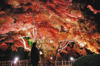 夜空に浮かぶ秋色　旧下田邸で紅葉が見頃　高崎市